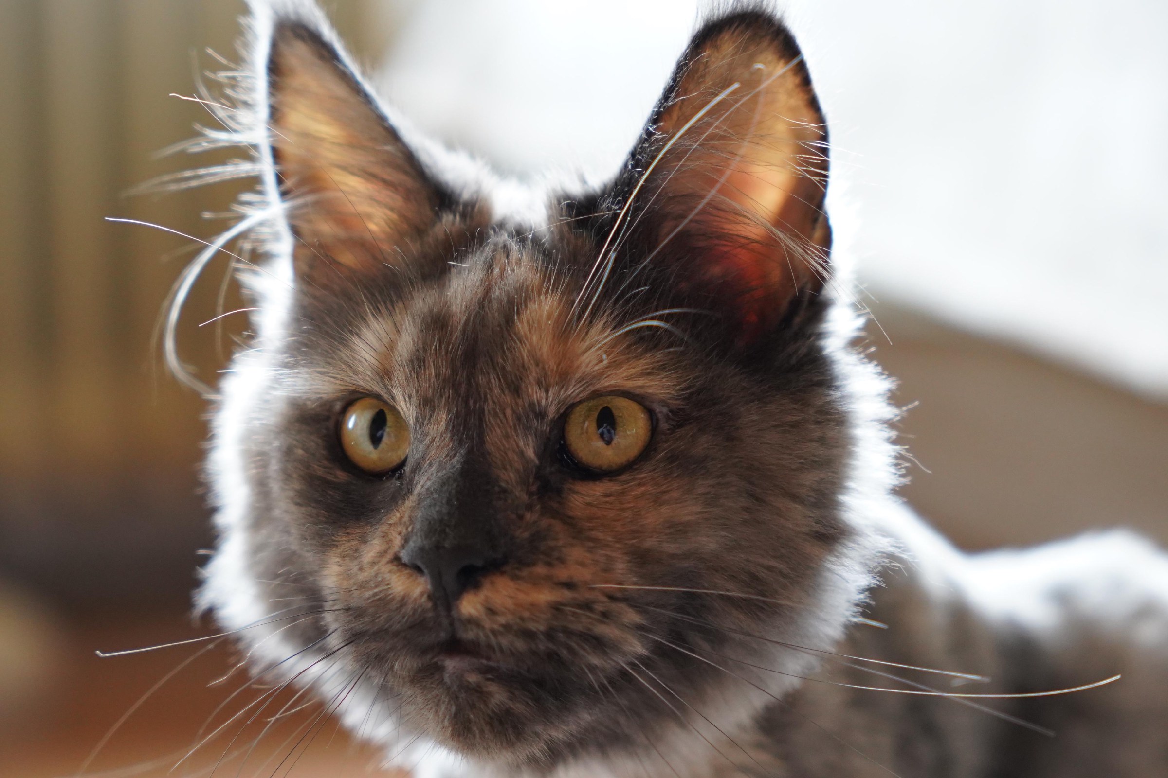Close-up of a long-haired cat with grey and ginger fur, golden eyes, and backlit ears and whiskers.